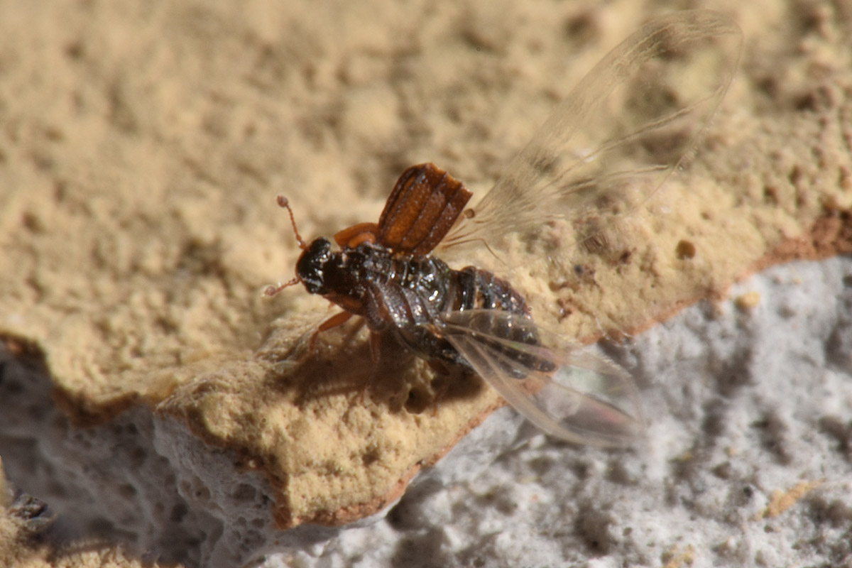 Staphylinidae:  Micropeplus sp?  S, Micropeplus staphylinoides